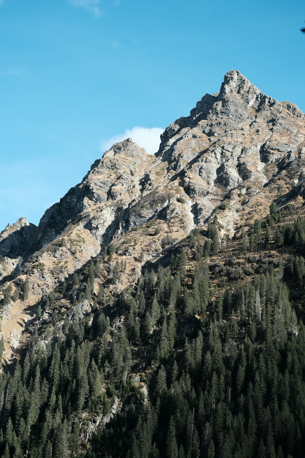 a very tall mountain covered in lots of trees