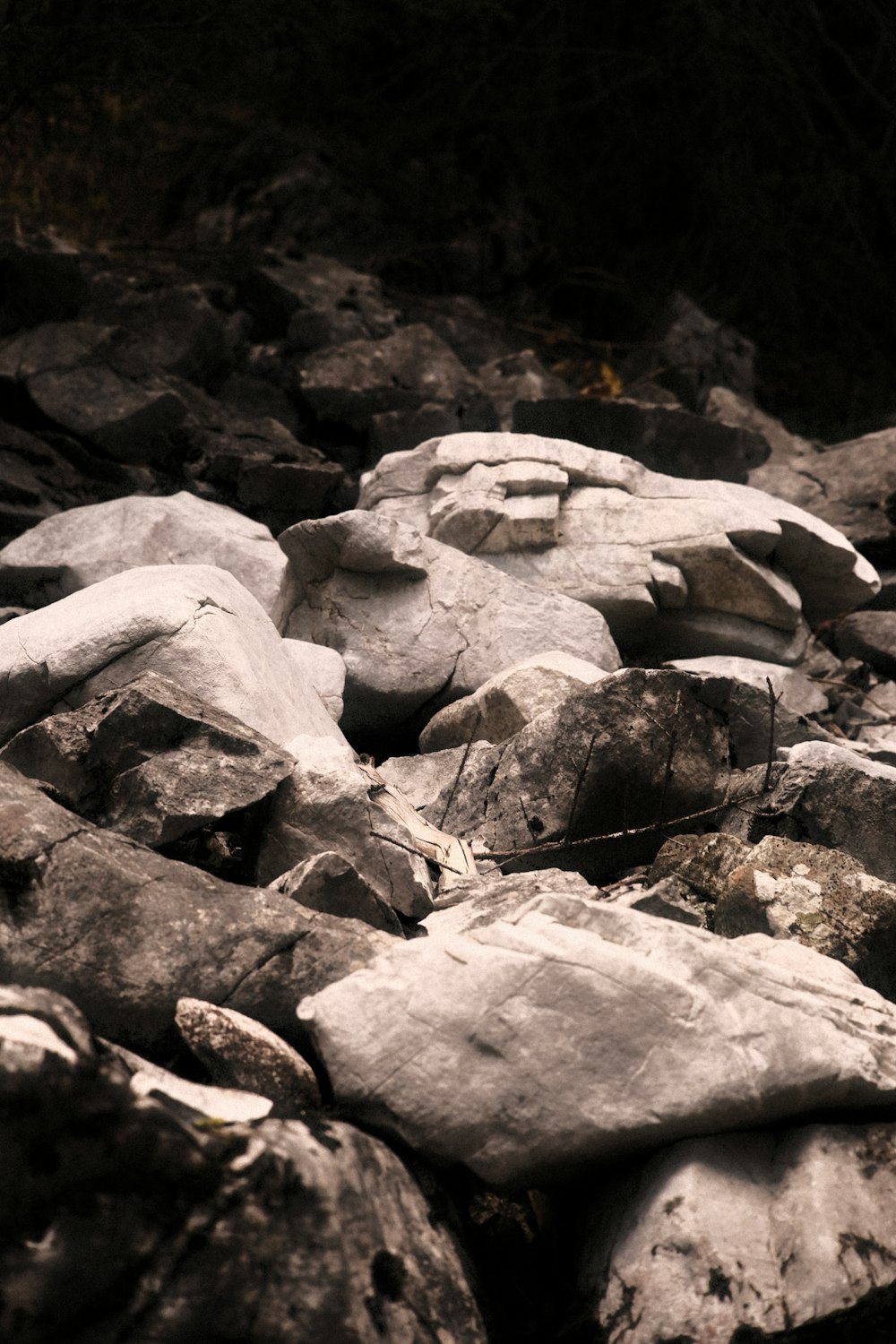 a black and white photo of rocks and trees