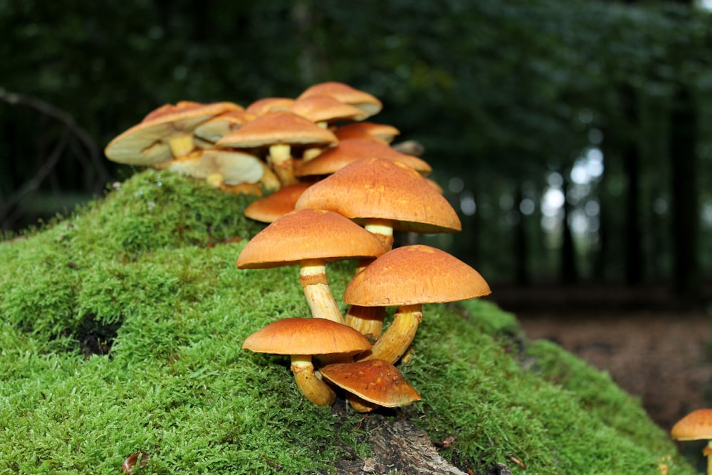 a group of mushrooms growing on a mossy log