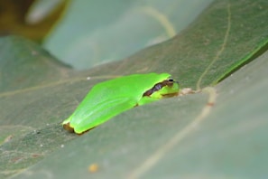 A striking blue frog blending into the lush jungle foliage around it.