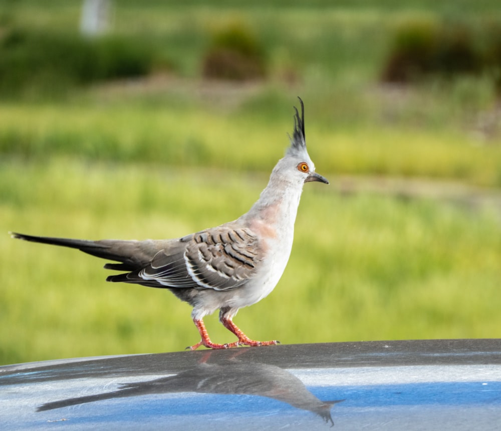 Un pájaro parado en el capó de un coche