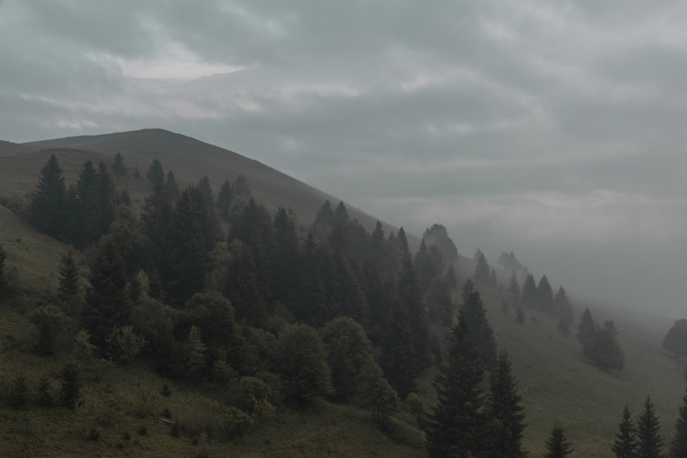 曇りの日の霧と木々に覆われた丘