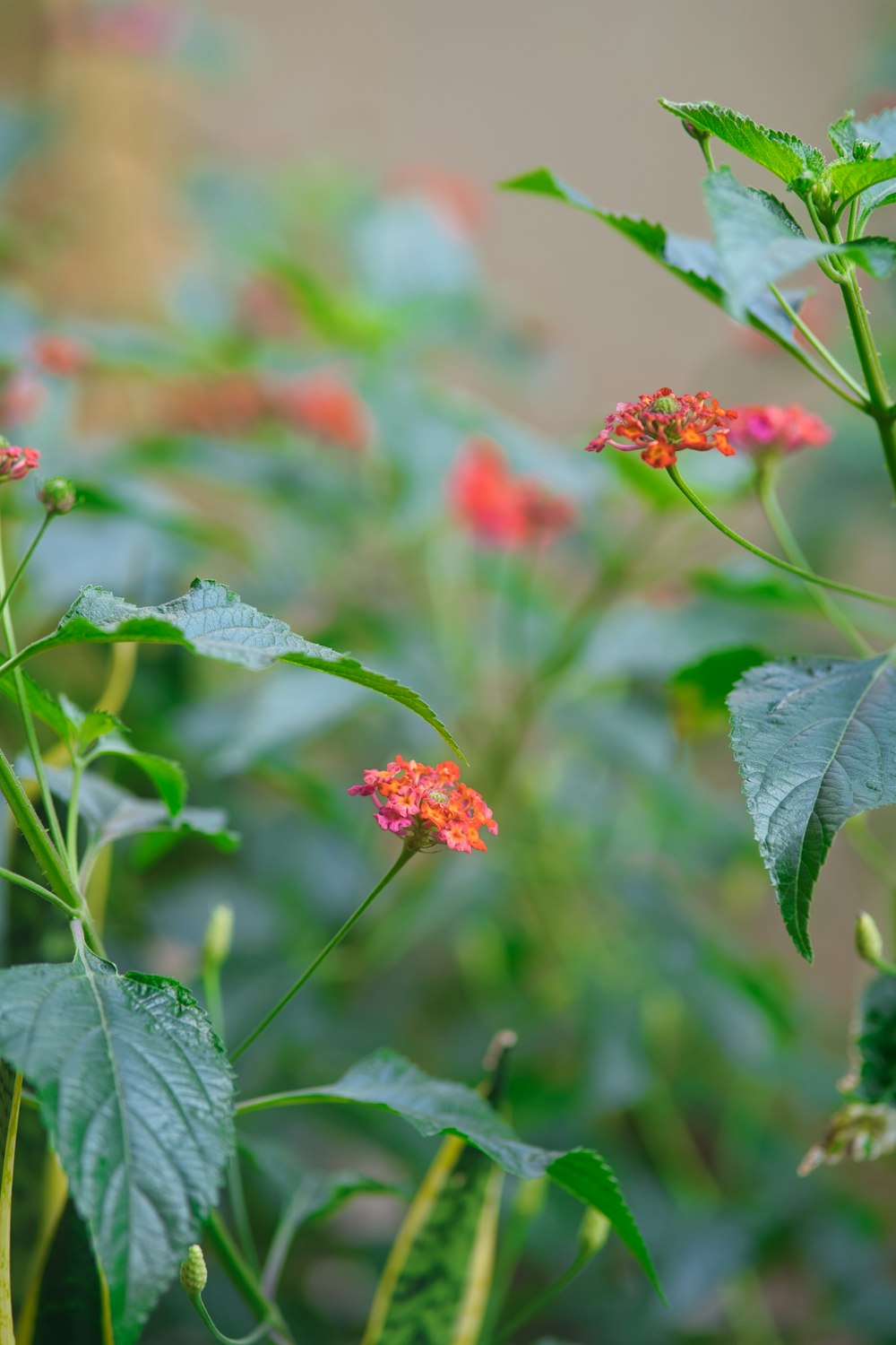 a bunch of flowers that are in the grass