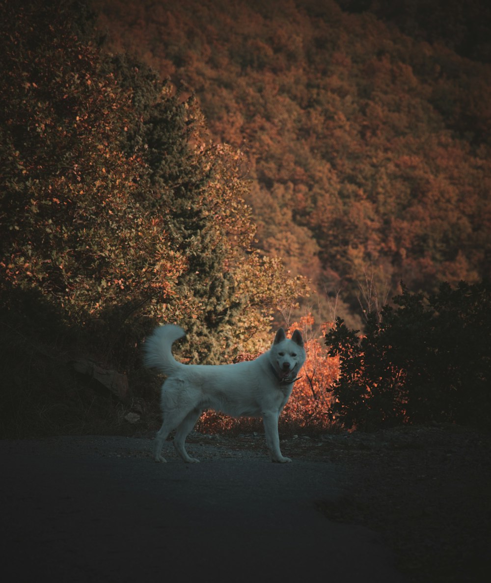a white dog standing in the middle of a road