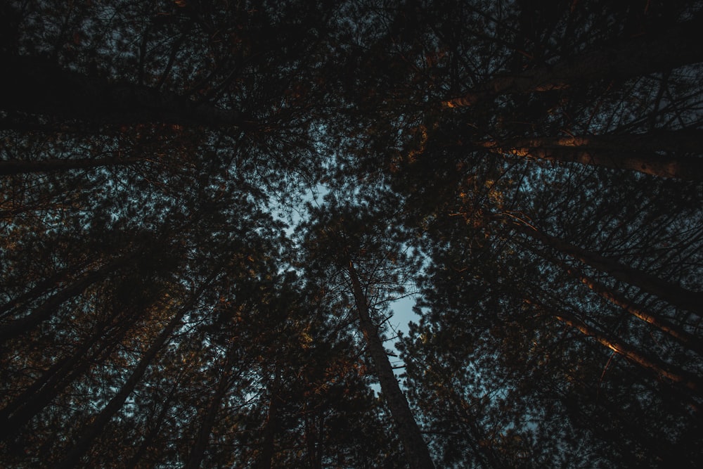 Guardando le cime degli alberi ad alto fusto di notte