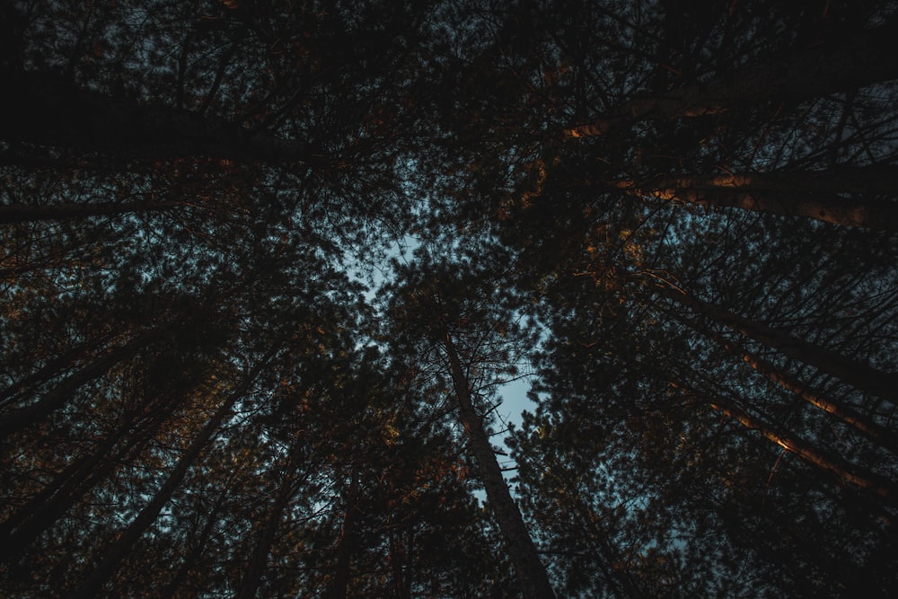 looking up at the tops of tall trees at night
