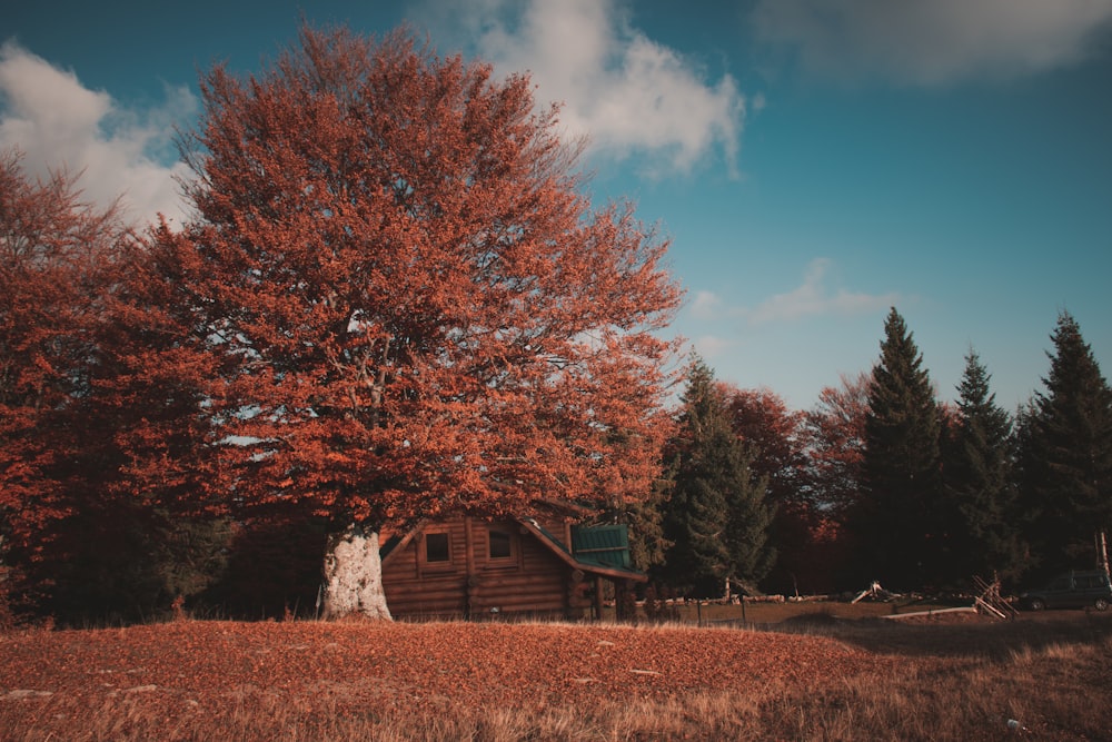 Una piccola cabina in un campo con alberi sullo sfondo