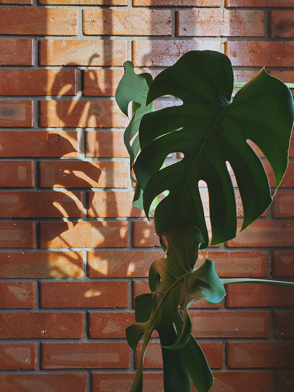 a large green plant in front of a brick wall