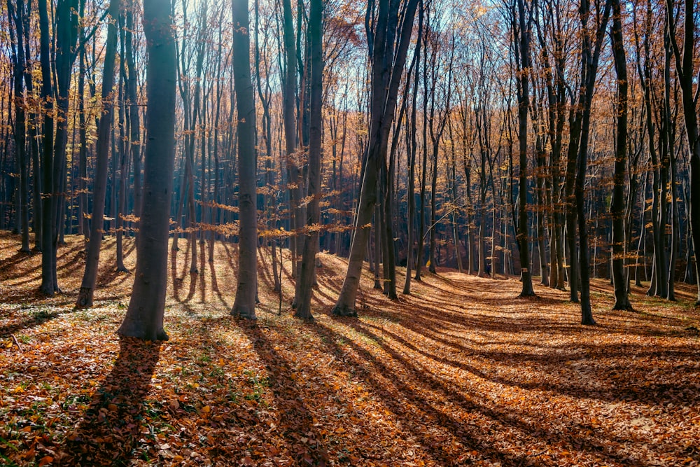 the sun is shining through the trees in the woods