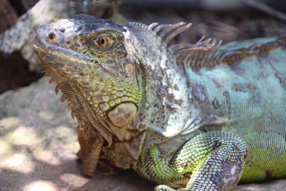 a close up of a lizard on a rock