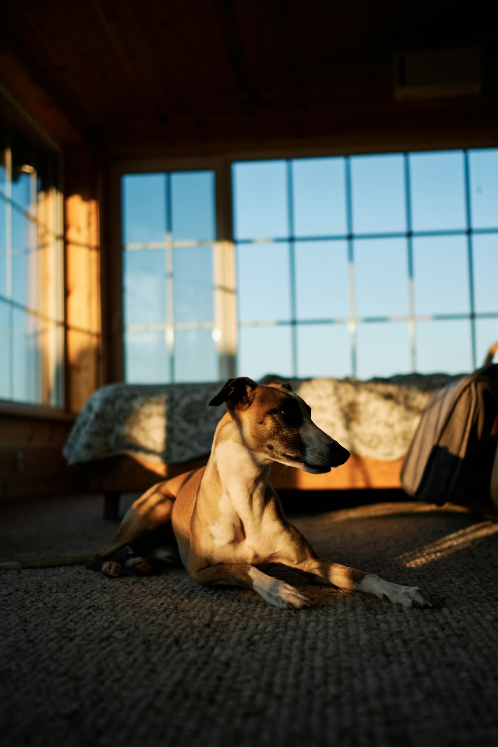 a dog laying on the floor in front of a window