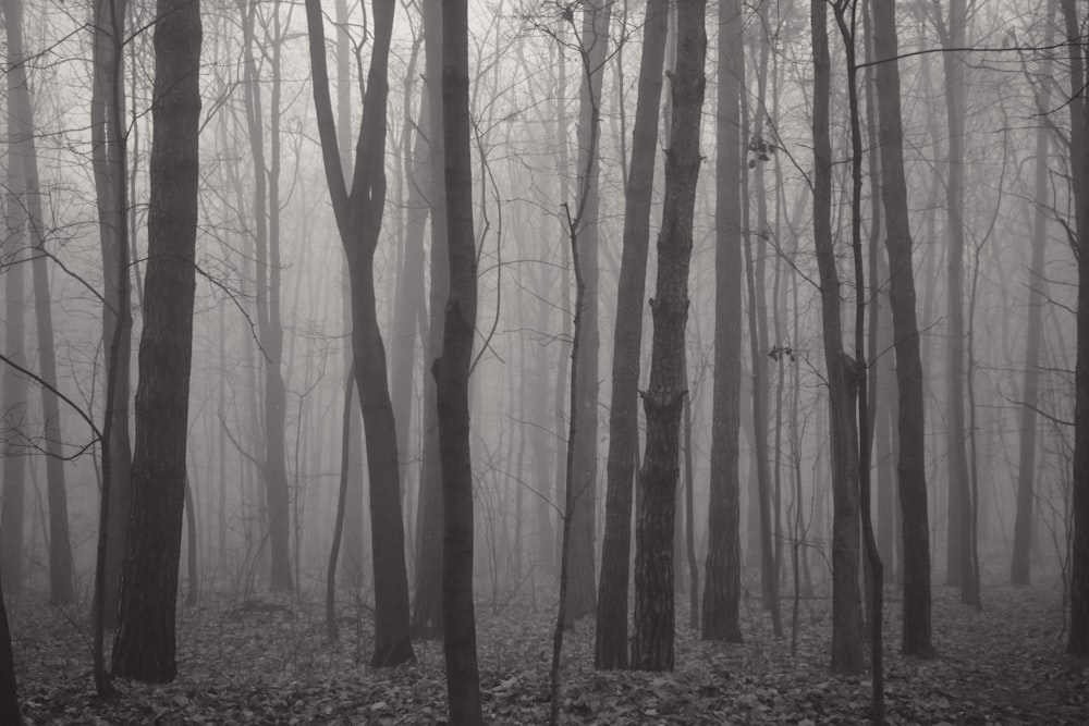 a black and white photo of a foggy forest