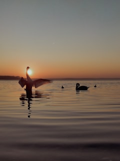 A serene lakeside at dawn with sandhill cranes gracefully taking flight, symbolizing hope and new beginnings.