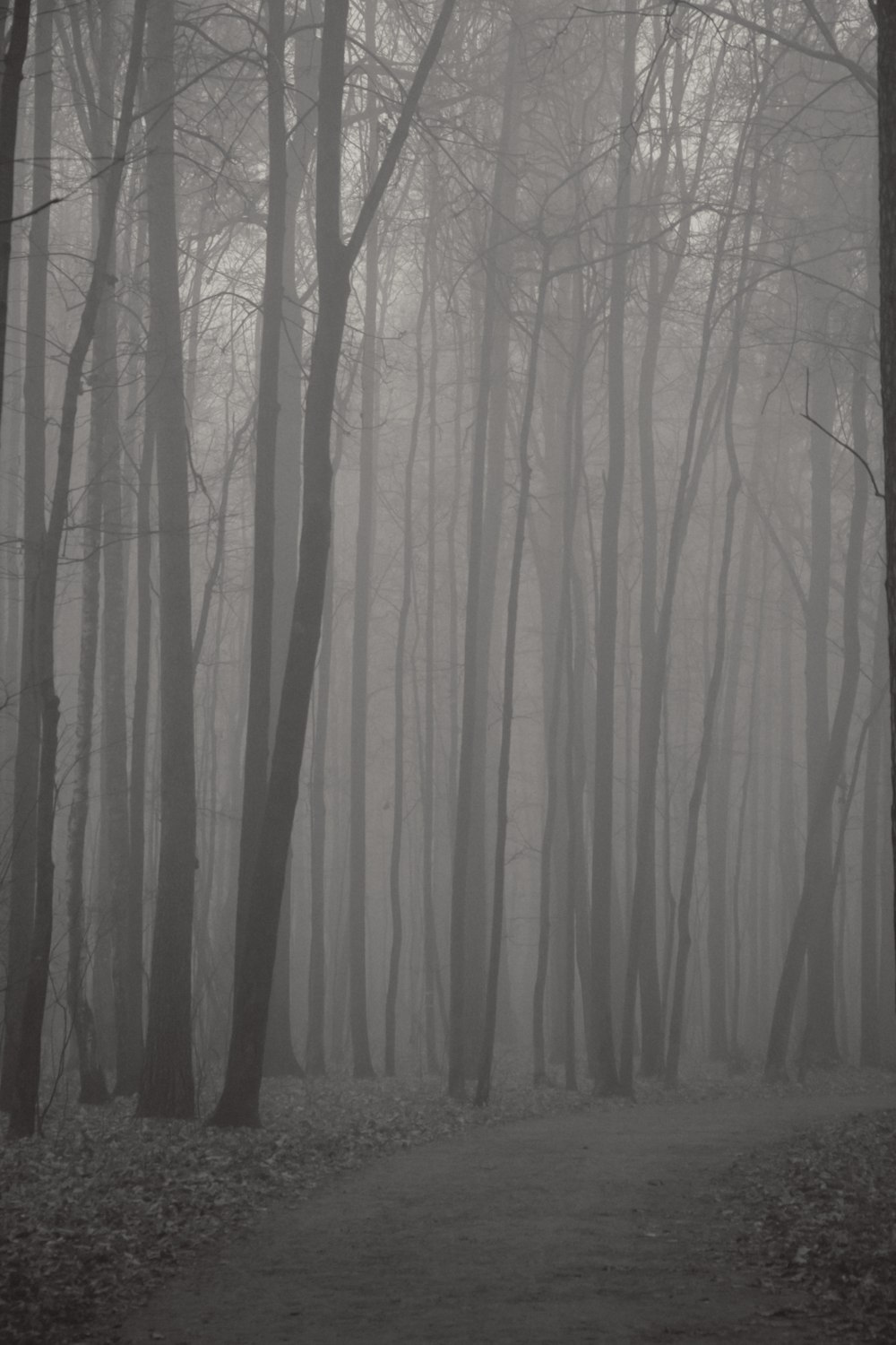 a path in the middle of a foggy forest