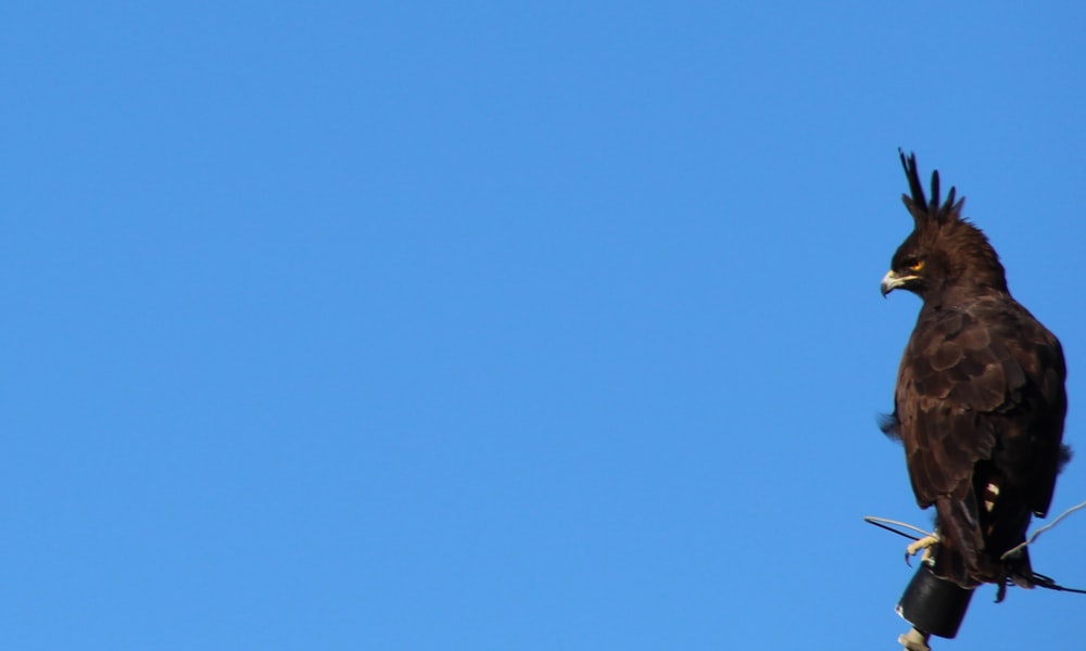 a large bird perched on top of a tree branch