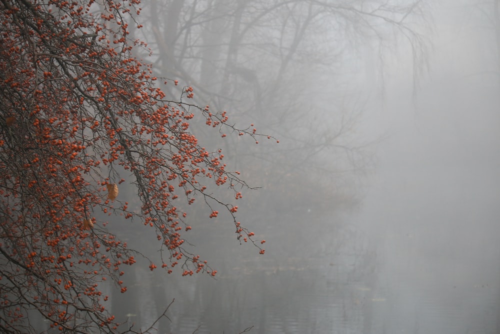 a tree with red leaves in a foggy forest