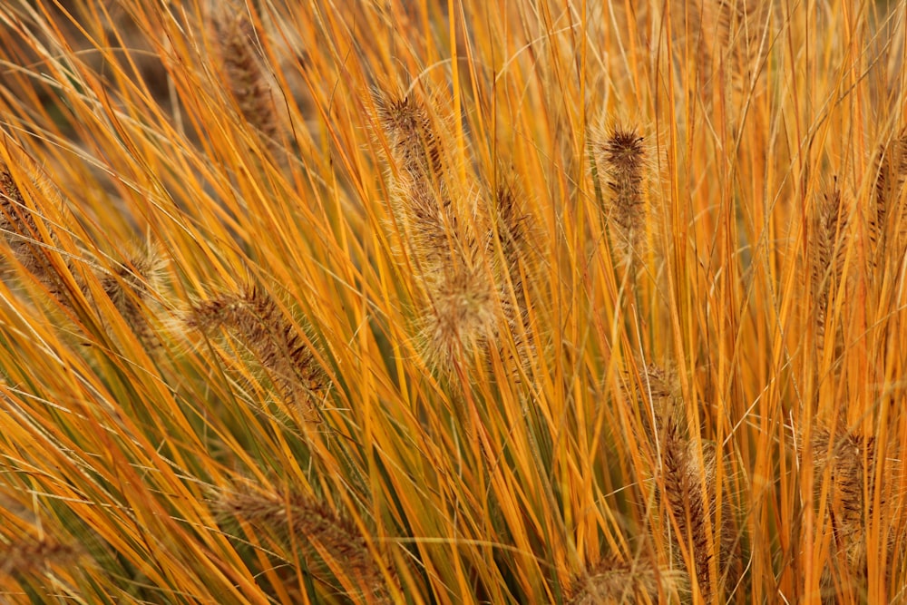 a close up of a field of tall grass