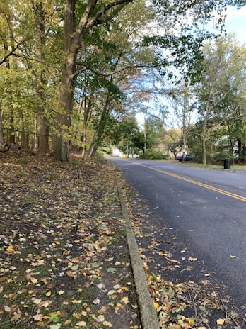 A quiet street lined with autumn trees shedding golden leaves.