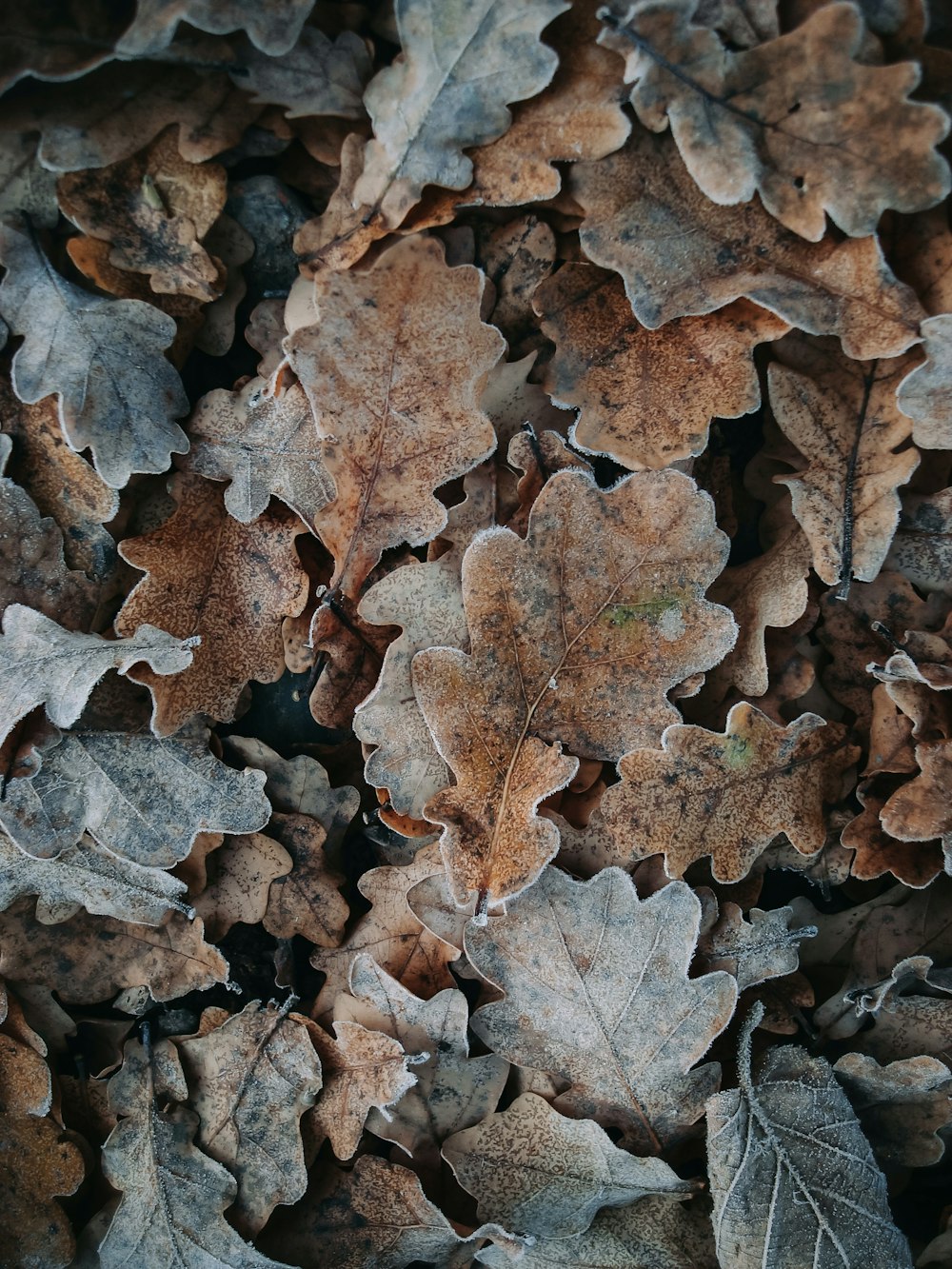 a bunch of leaves that are on the ground