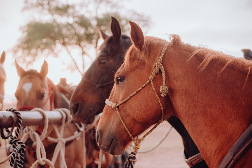 a group of horses standing next to each other