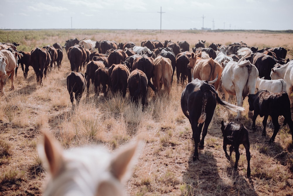 a herd of cattle walking across a dry grass field