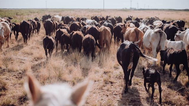 West Texas