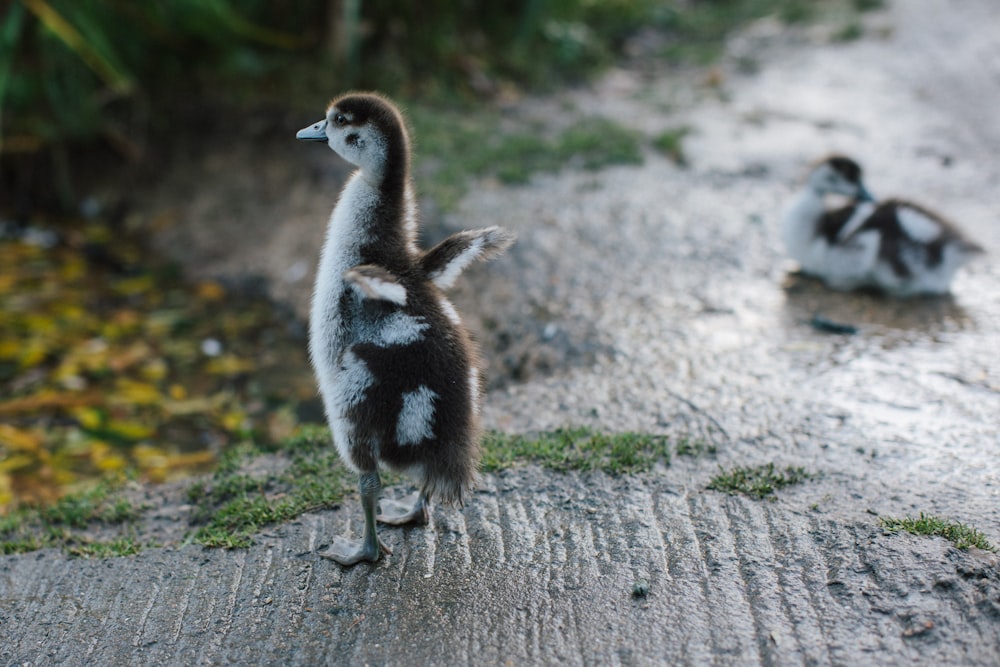 a couple of ducks standing on top of a road