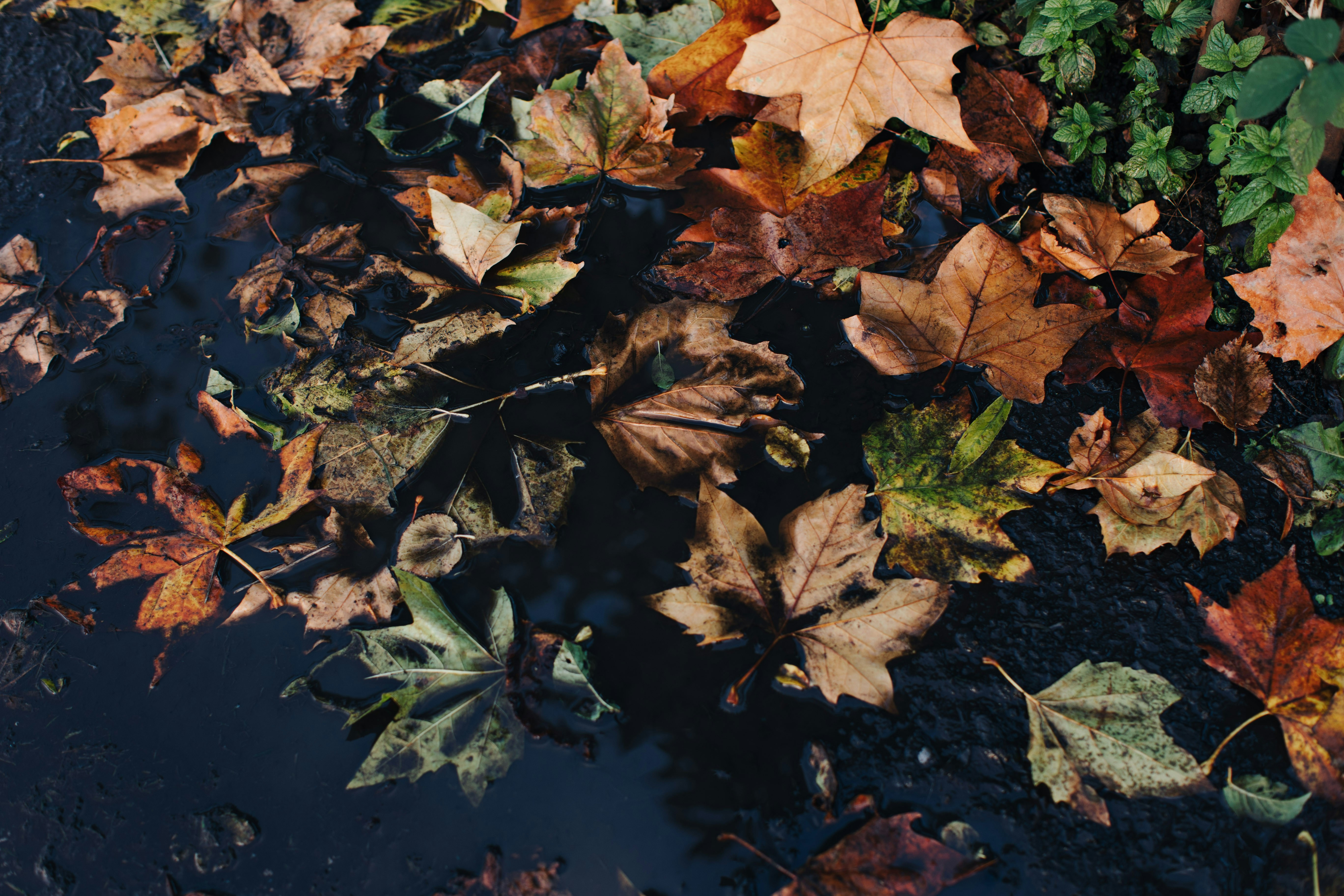 Photo by organicphotographs