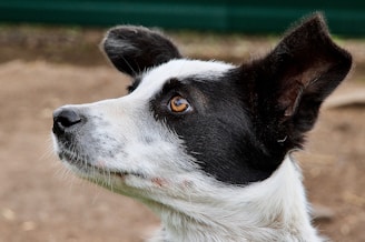 Close-up of a dog responding to a hand signal outdoors