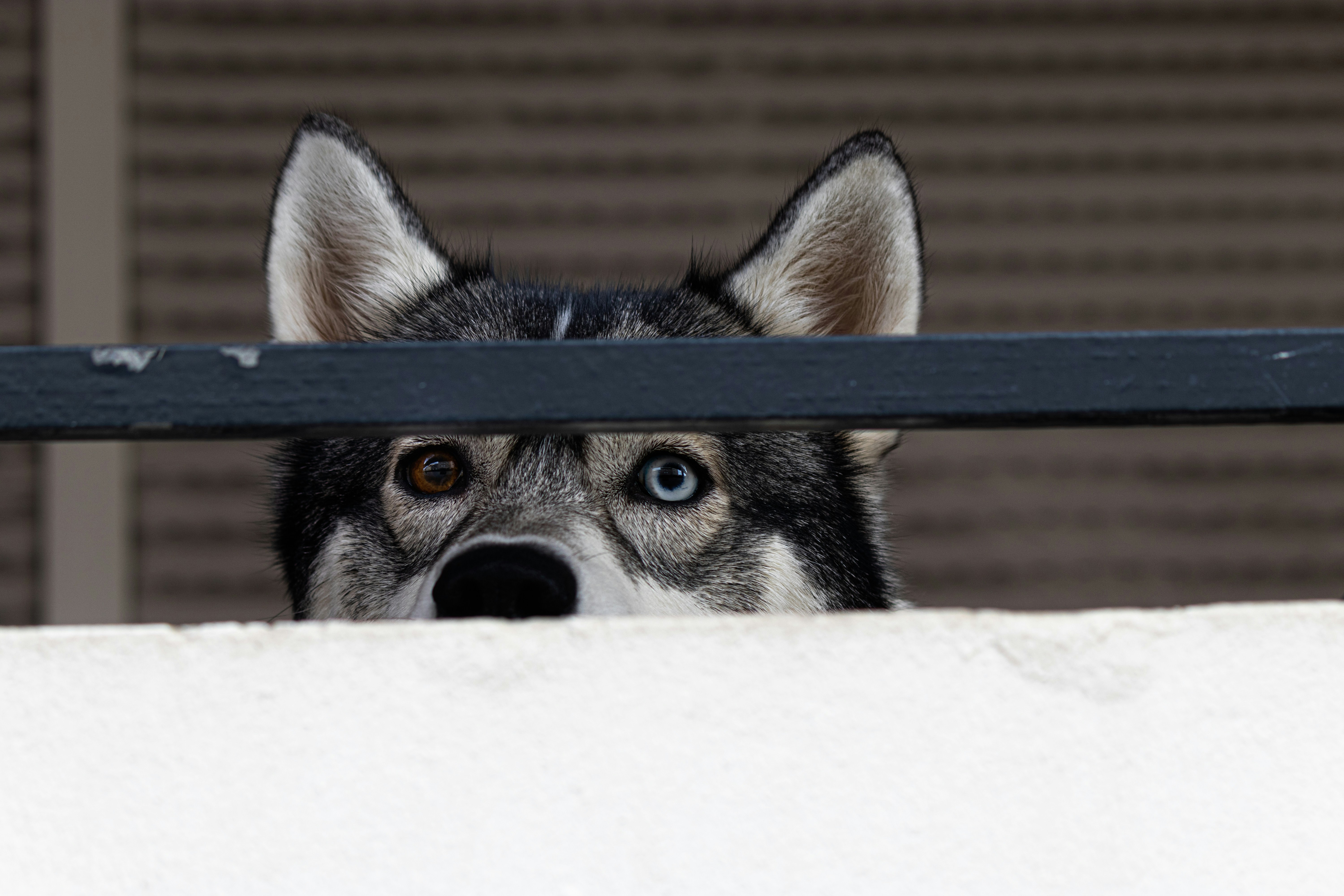 Gimana Librewolf Bikin Browsing Kamu Lebih Aman?