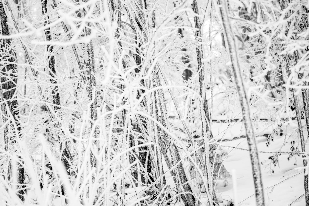 a black and white photo of snow covered trees