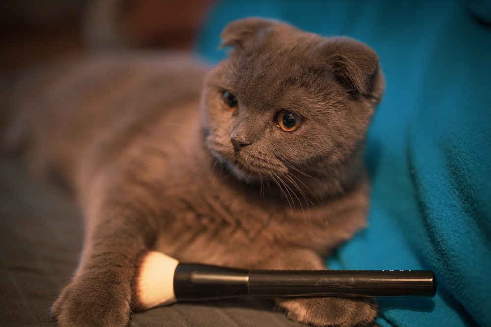 Eine Katze liegt auf einer Couch neben einer Bürste