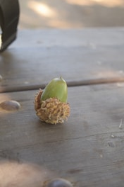 A green acorn with a rough, textured cap sits on a wooden picnic table. The acorn is upright, with its cap partially covering the nut. The wood's surface has visible grain and slight imperfections, and there's a softly blurred background with a hint of sunlight.