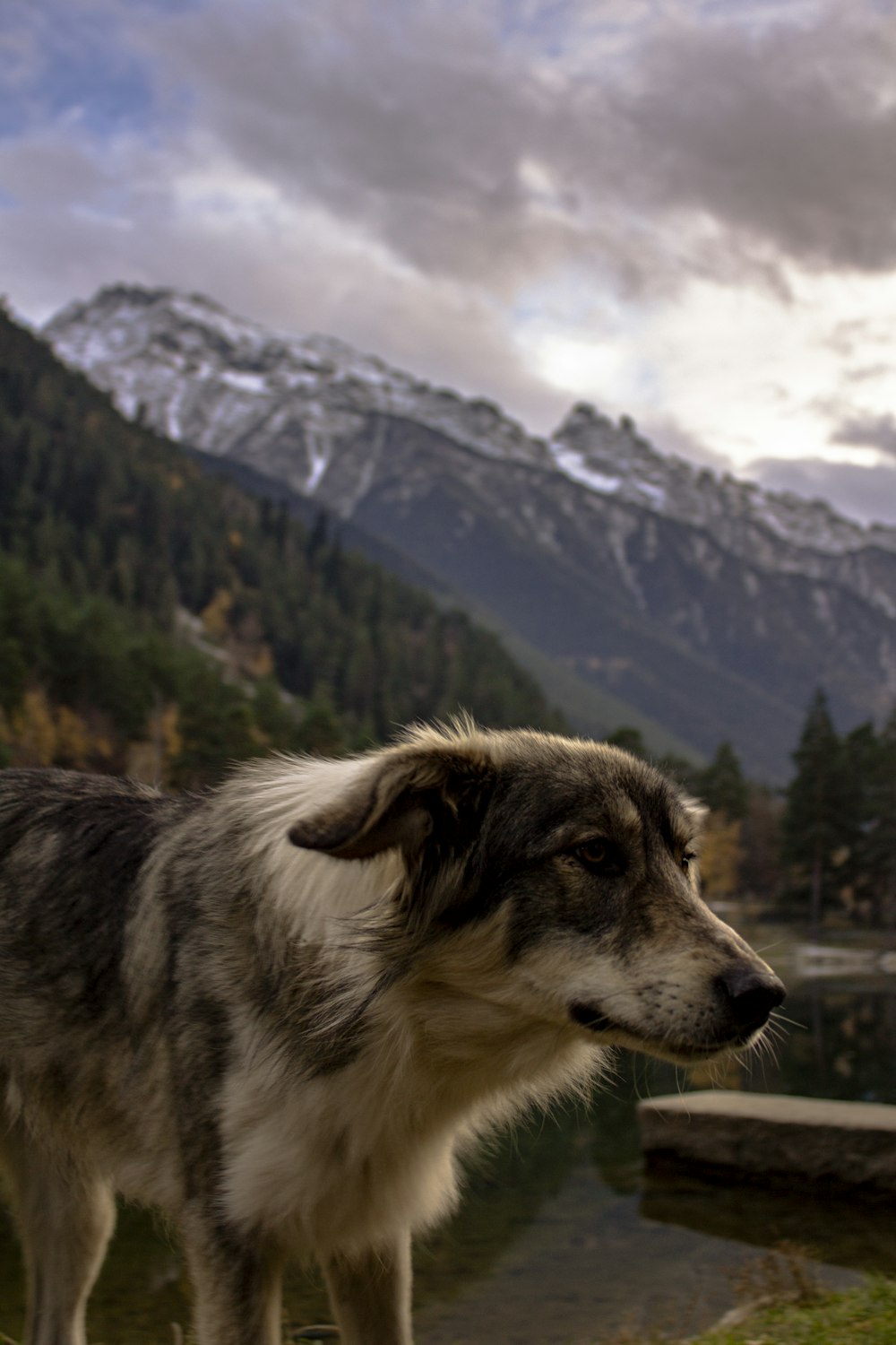 a dog standing on top of a grass covered hillside