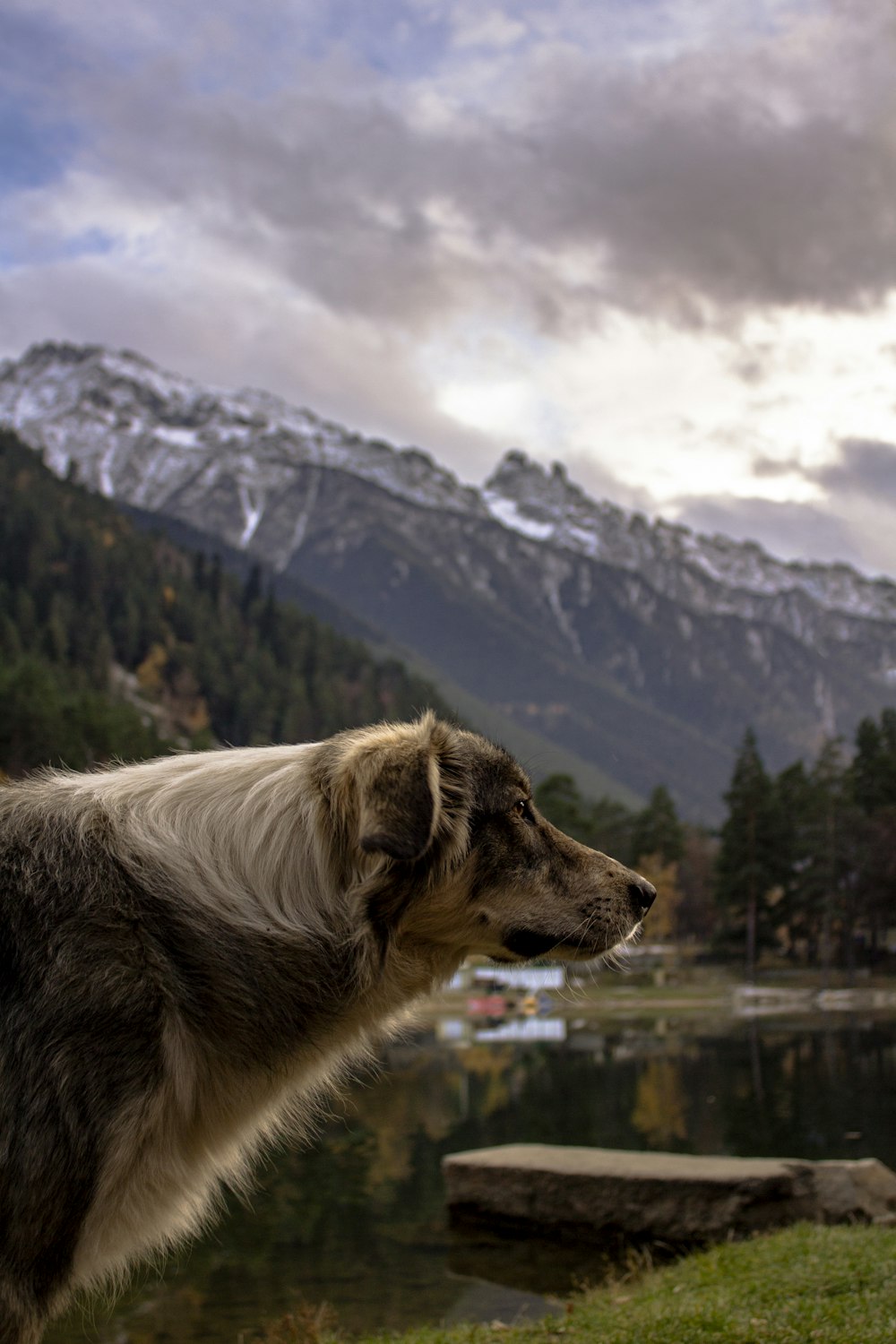 a dog looking out over a lake with mountains in the background