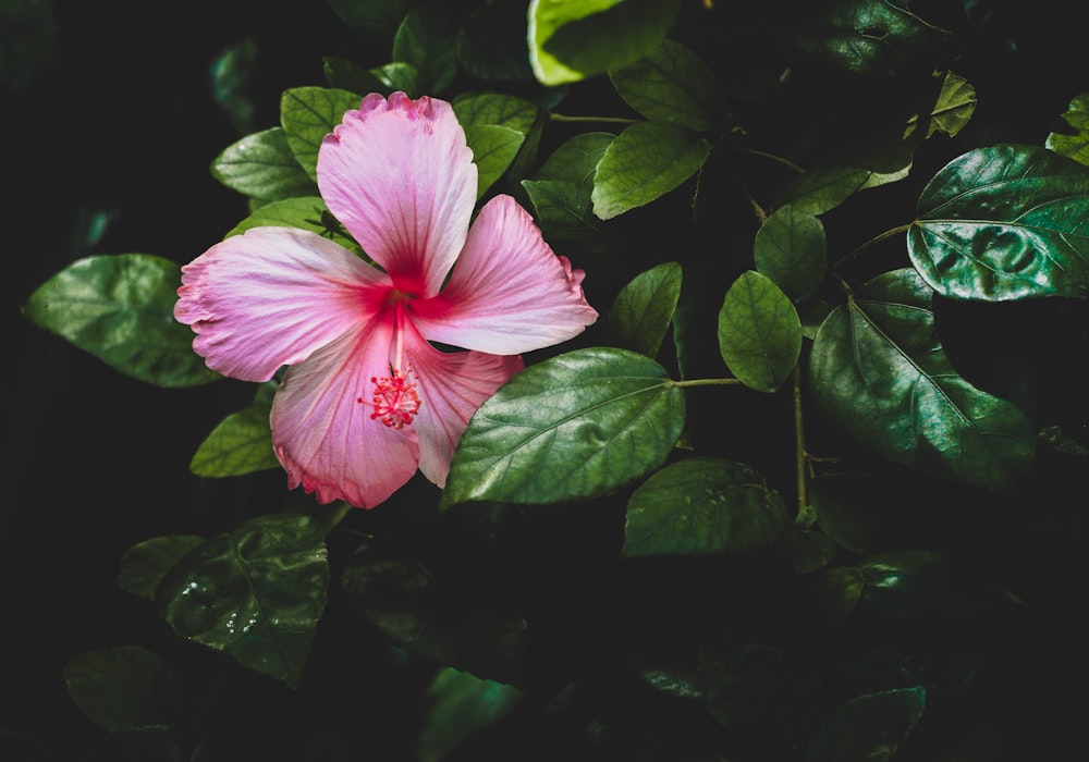 a pink flower with green leaves around it