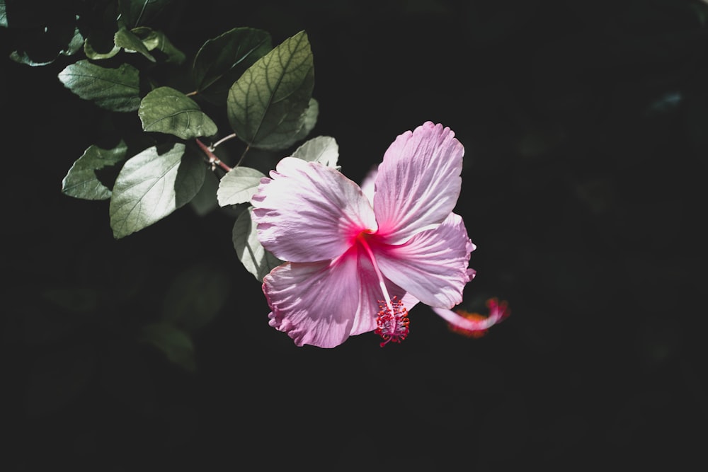 a pink flower with green leaves on a black background