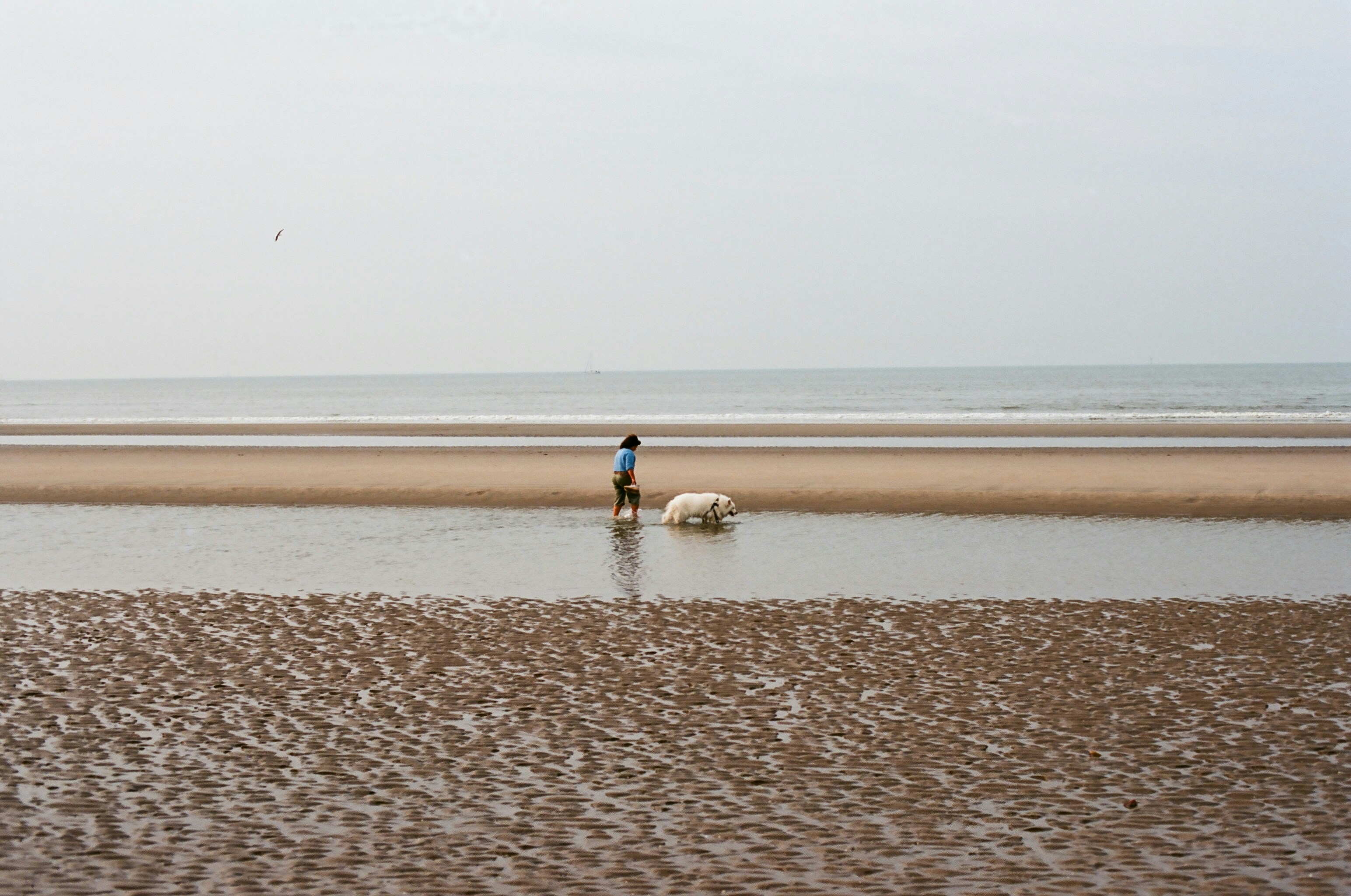 coastal wallpaper dog, wallpaper, Pet-Friendly Coastal Guest Rooms: Your Guide 3