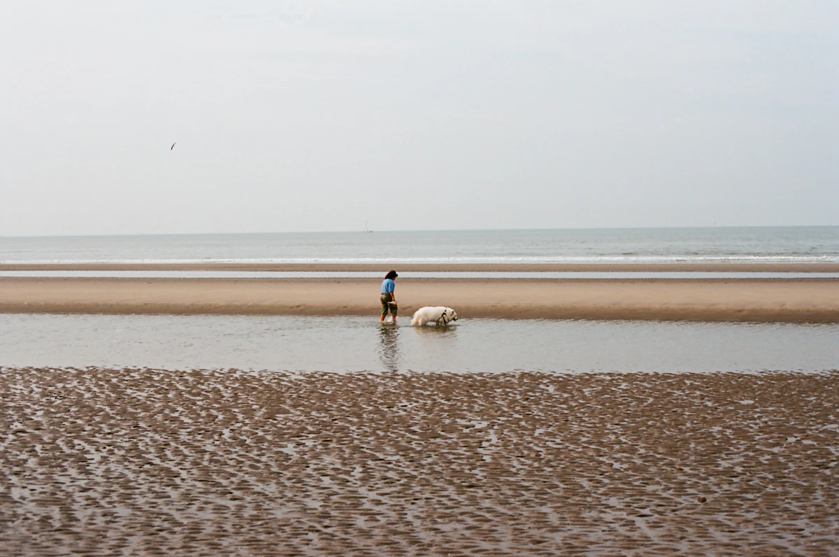 a person walking a dog on a beach next to the ocean