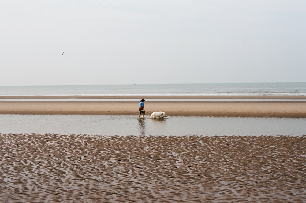 a person walking a dog on a beach next to the ocean