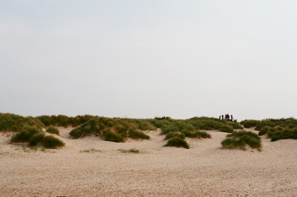 a group of people standing on top of a sandy beach