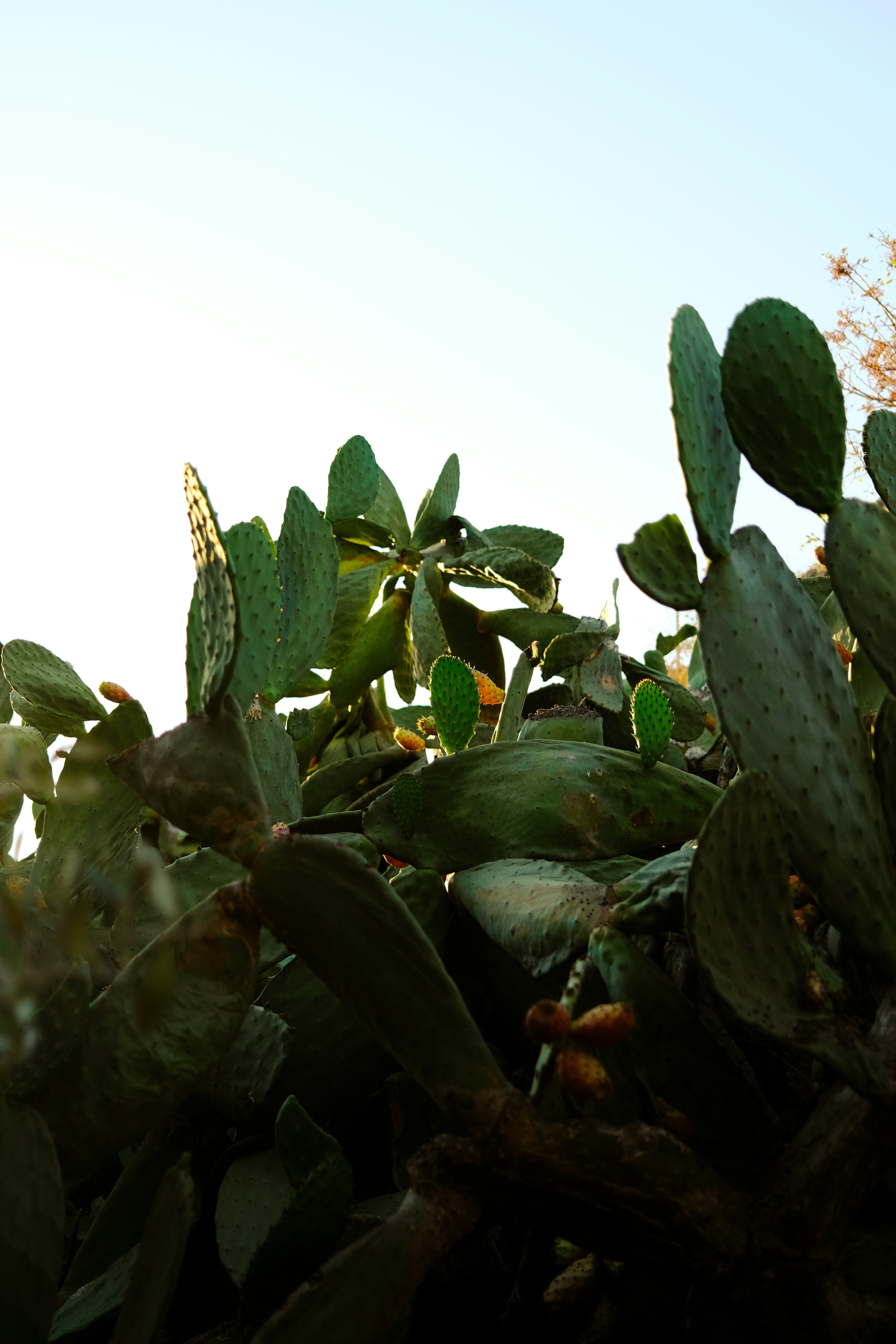 a close up of a plant with a sky in the backgroundby Anna Filozova