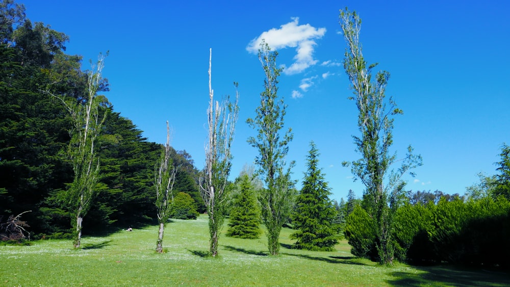 a grassy field with trees and a blue sky