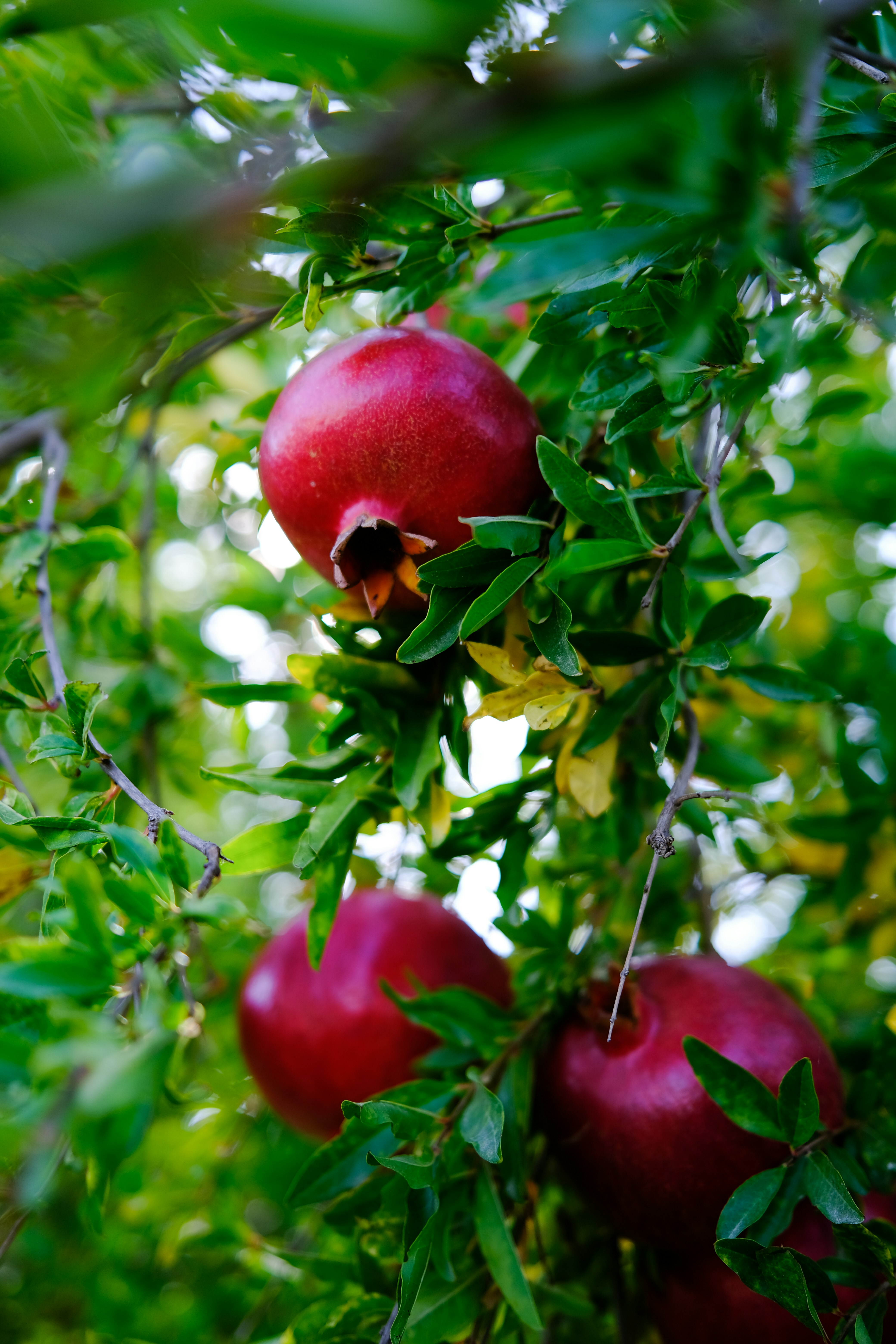 Guide To Grow Pomegranate Tree! - Agriculture Review