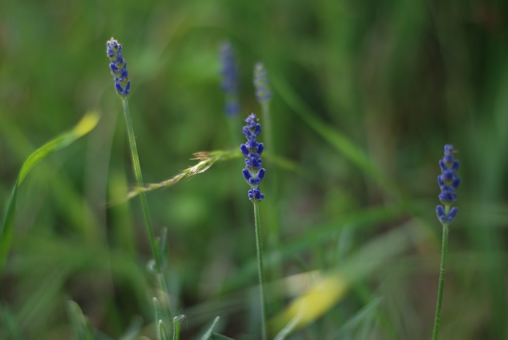 a bunch of blue flowers that are in the grass