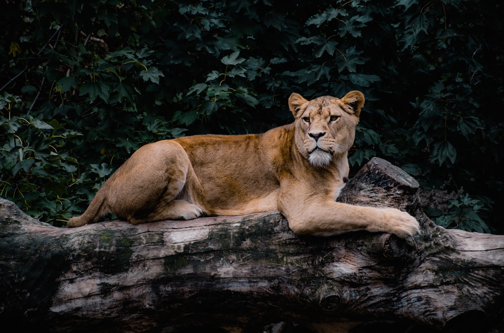 a lion laying on top of a fallen tree
