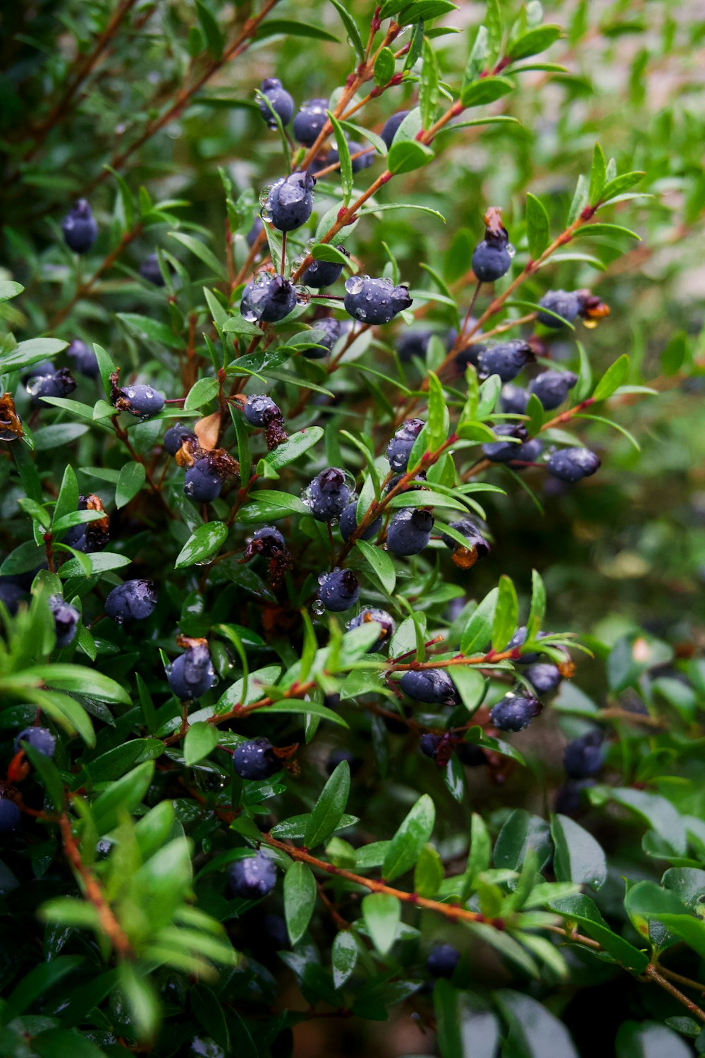 a bush with blue berries growing on it