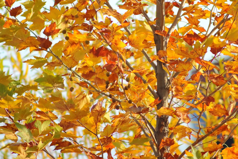 a close up of a tree with yellow leaves