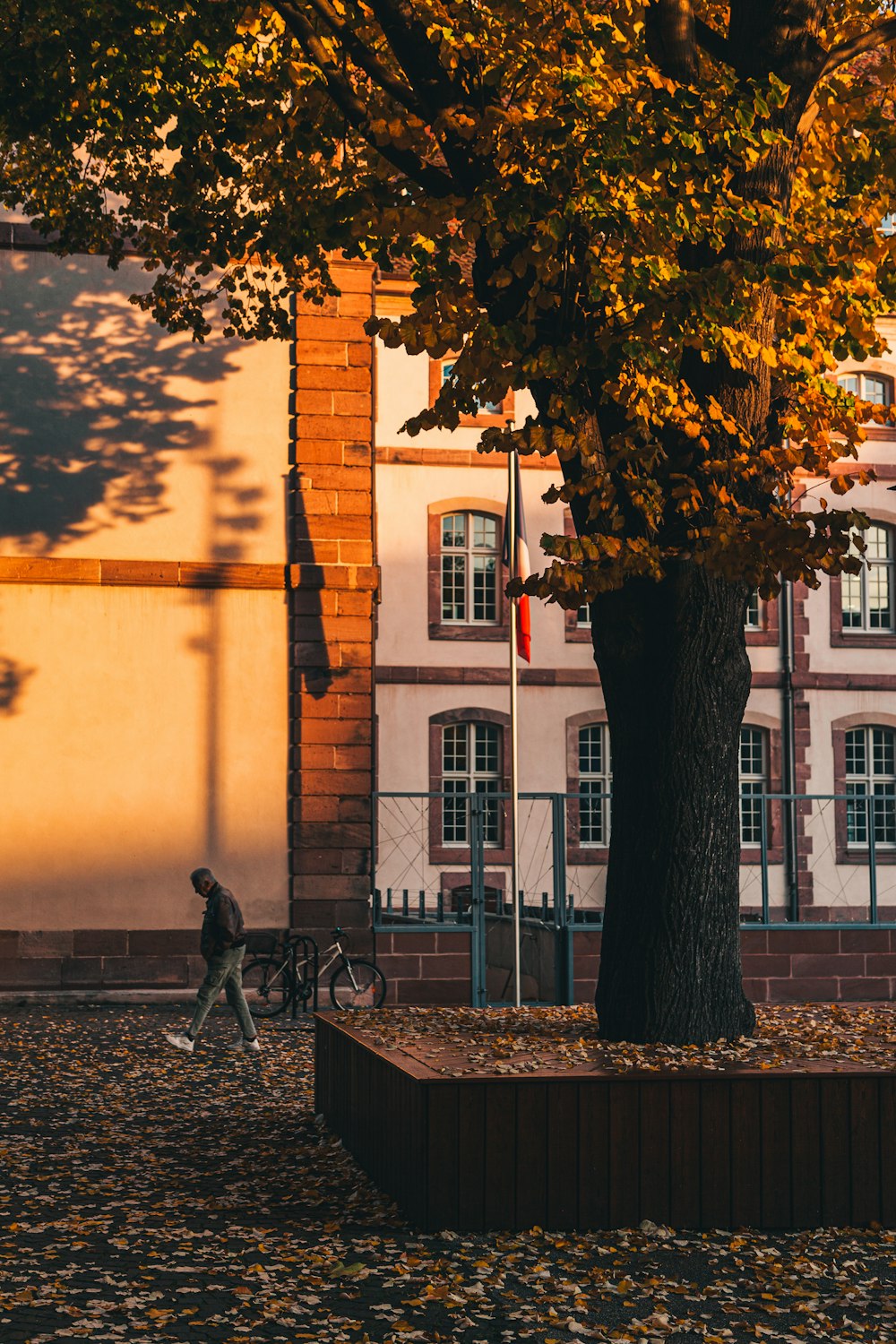 a person walking past a tree in front of a building