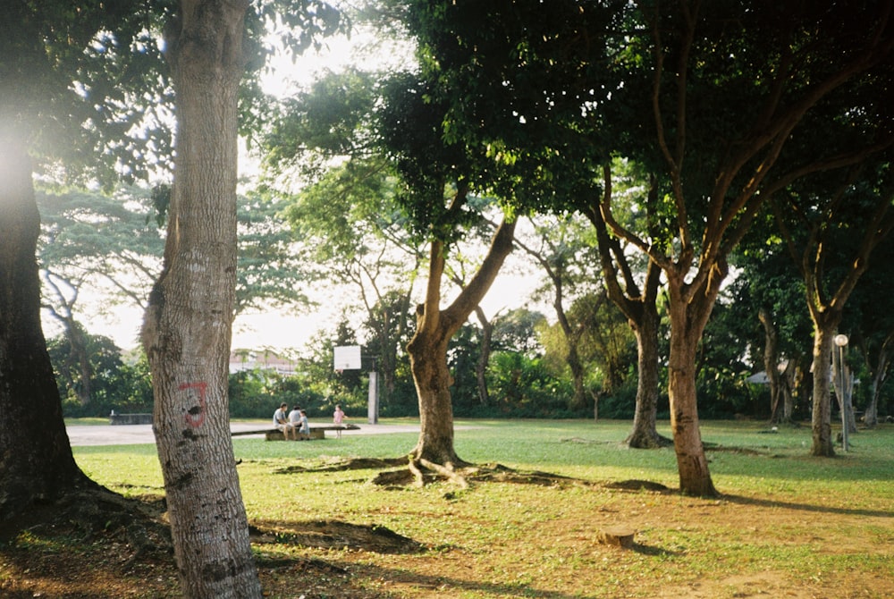 uma área de parque com árvores e um banco